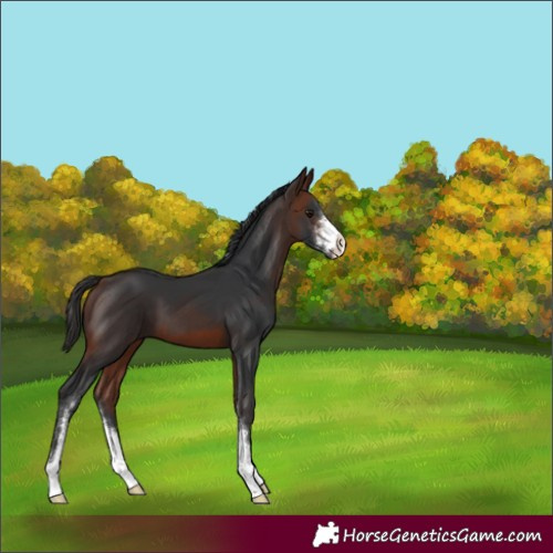 Horse Color:Bay Sabino 