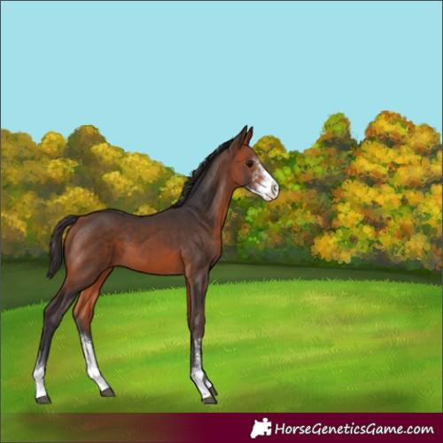 Horse Color:Bay Sabino 