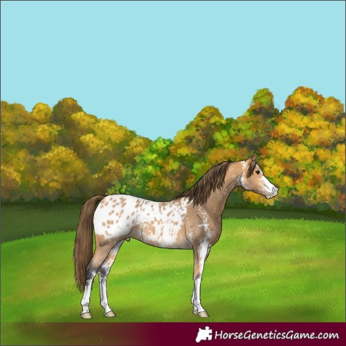 Horse Color:Buckskin Sabino Blanket 