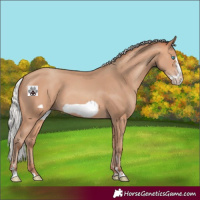 Horse Color:Silver Amber Champagne Frame 