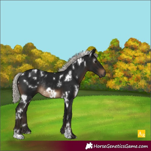 Horse Color:Gray White Spotted Silver Brown Rabicano 