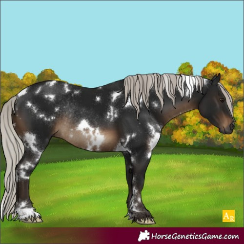 Horse Color:Gray White Spotted Silver Brown Rabicano 