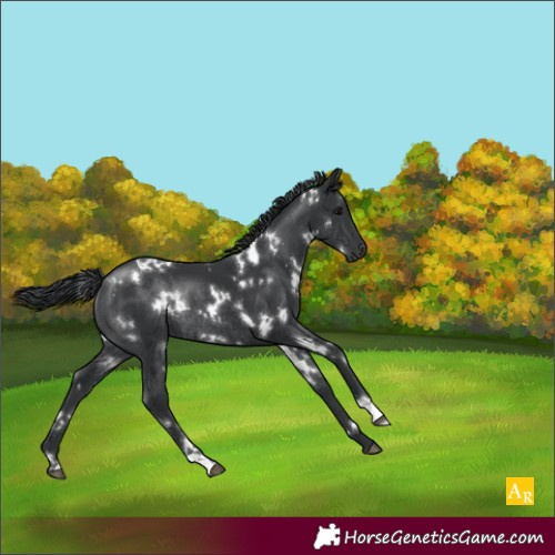 Horse Color:White Spotted Black Rabicano 