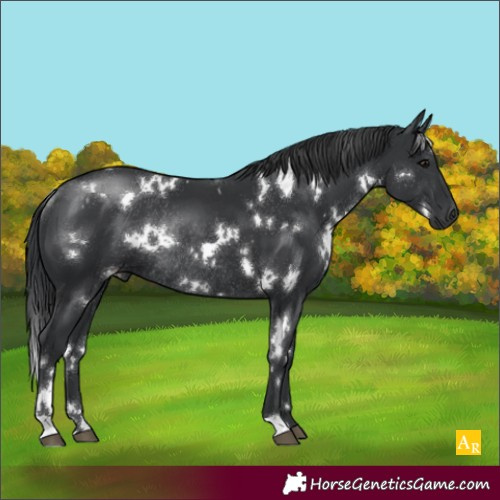 Horse Color:White Spotted Black Rabicano 