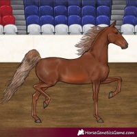 Horse Color:Chestnut Rabicano 