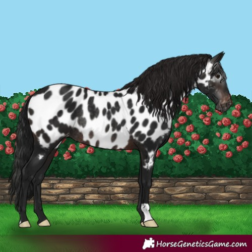 Horse Color:Gray Brown Appaloosa Rabicano