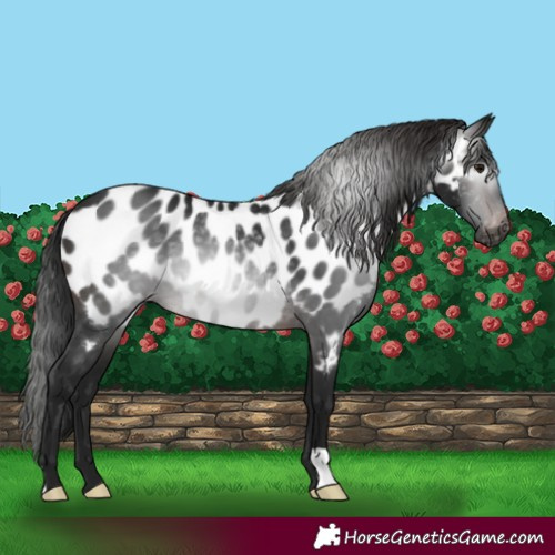 Horse Color:Gray Brown Near Leopard Rabicano 