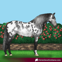 Horse Color:Gray Brown Near Leopard Rabicano