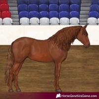 Horse Color:Chestnut Rabicano 