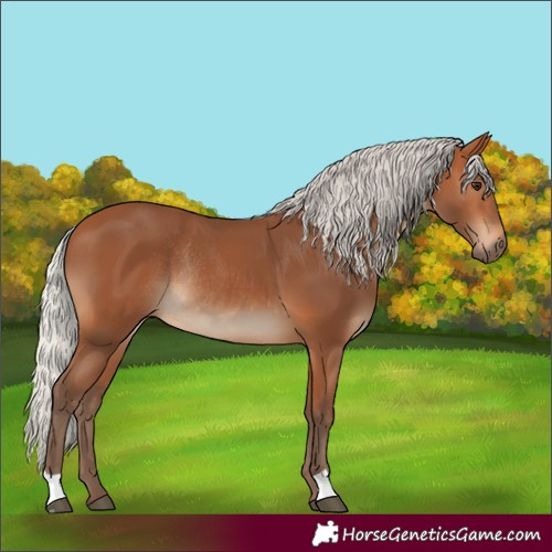 Horse Color:Silver Bay Rabicano 