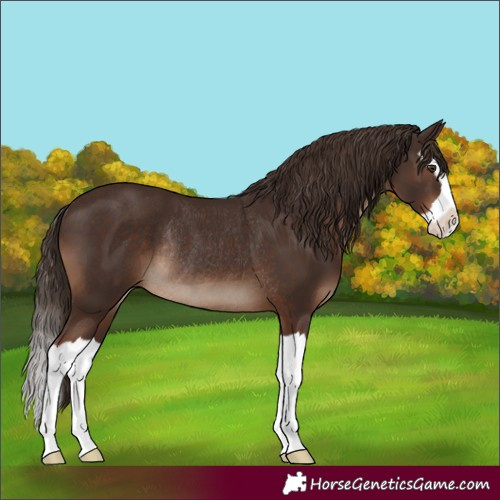 Horse Color:Liver Chestnut Splash Rabicano 