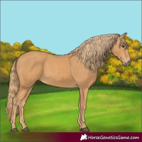Horse Color:Chestnut Rabicano
