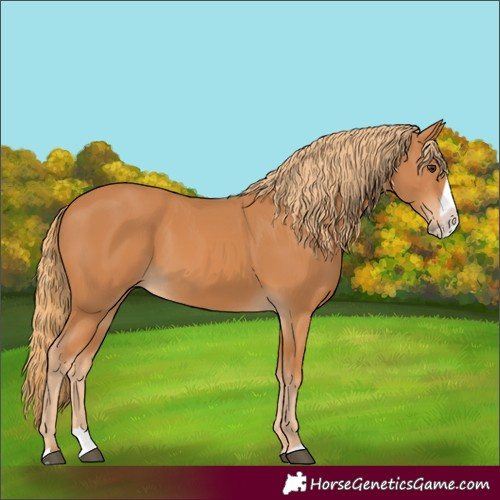 Horse Color:Unknown 