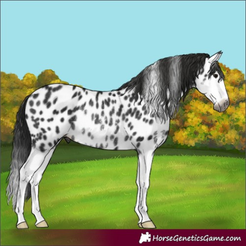 Horse Color:Gray Black Sabino Splash Appaloosa Rabicano