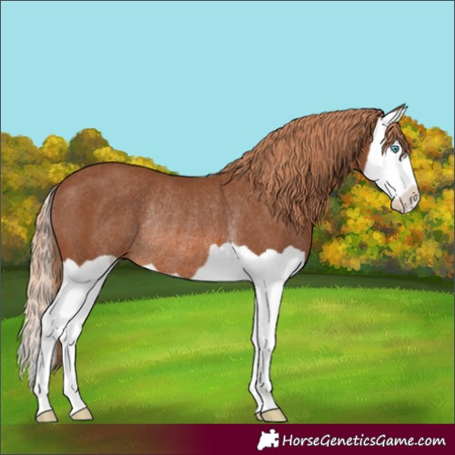 Horse Color:Chestnut Splash Rabicano