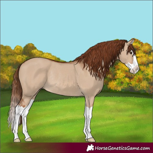 Horse Color:Red Dun Splash Rabicano 
