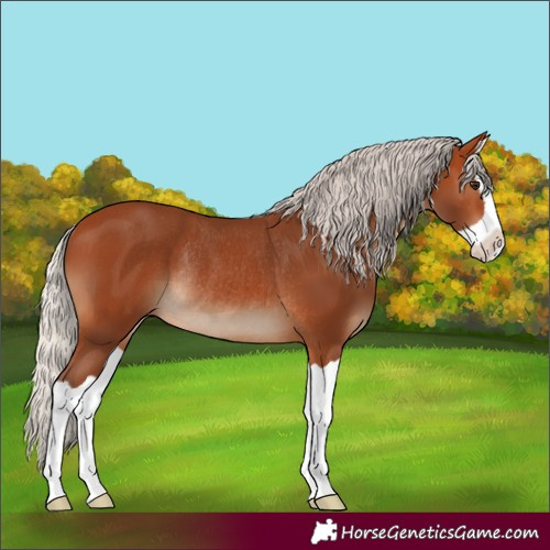 Horse Color:Silver Bay Splash Rabicano 