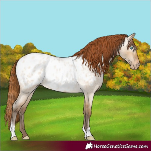 Horse Color:Gray Buckskin Roan Pearl Dun Appaloosa Rabicano