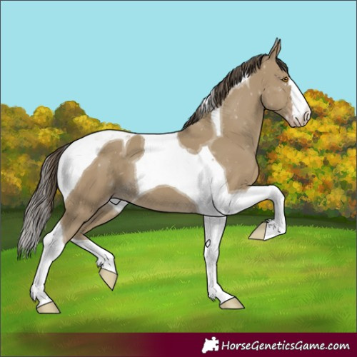 Horse Color:Classic Cream Champagne Tobiano 