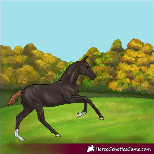Horse Color:Liver Chestnut