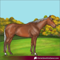 Horse Color:Silver Bay Rabicano