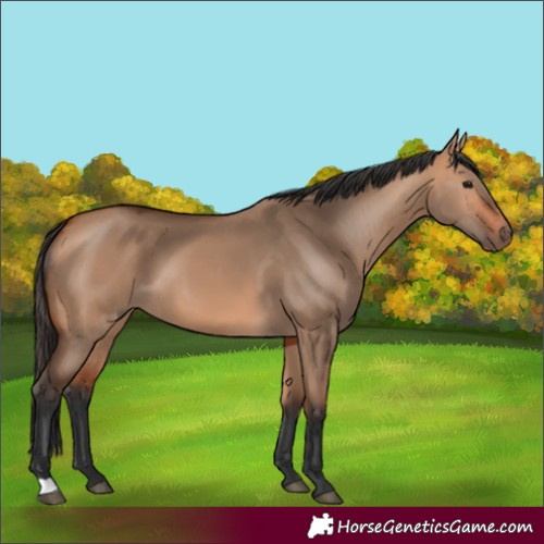 Horse Color:Bay Dun 