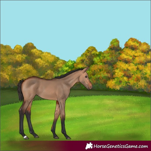 Horse Color:Bay Dun 