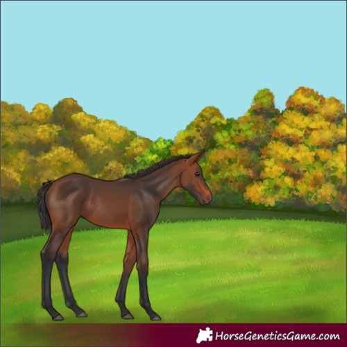 Horse Color:Bay 
