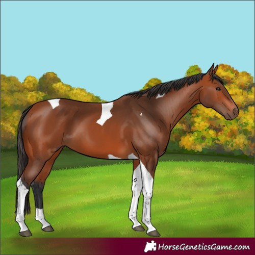 Horse Color:Bay Tobiano 