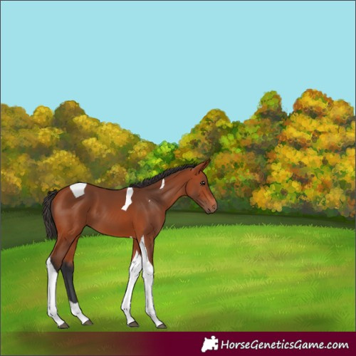 Horse Color:Bay Tobiano 