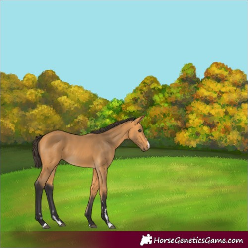 Horse Color:Buckskin 