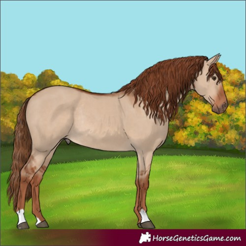 Horse Color:Red Dun Rabicano 