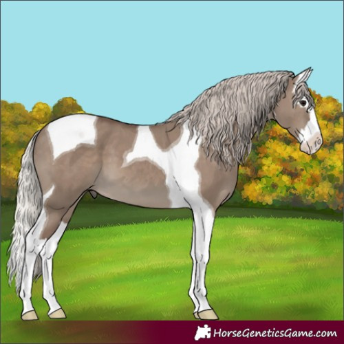 Horse Color:Silver Grullo Splash Tobiano 