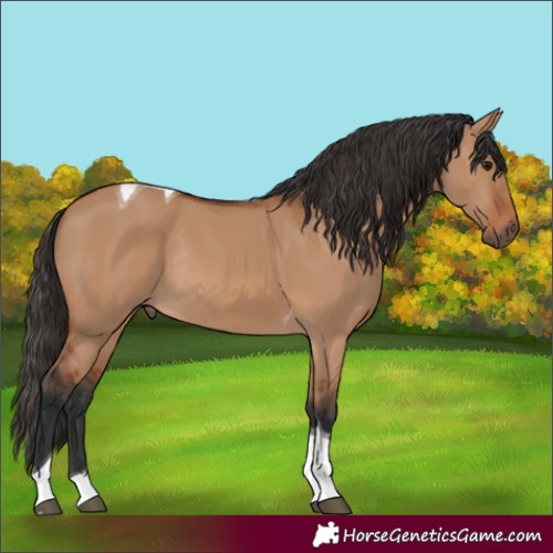 Horse Color:Bay Dun Tobiano Rabicano 