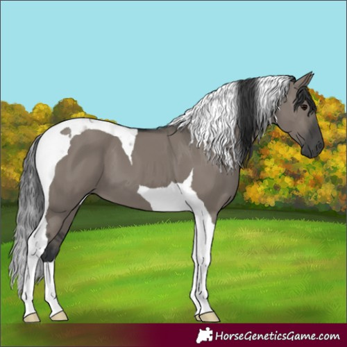 Horse Color:Grullo Tobiano 