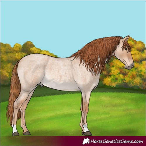Horse Color:Red Dun Roan Rabicano 