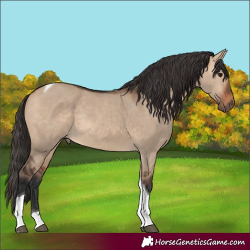 Horse Color:Bay Dun Tobiano Rabicano 