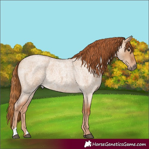 Horse Color:Red Dun Roan Rabicano