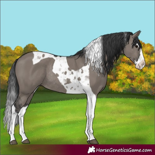 Horse Color:Grullo Splash Tobiano Rabicano 