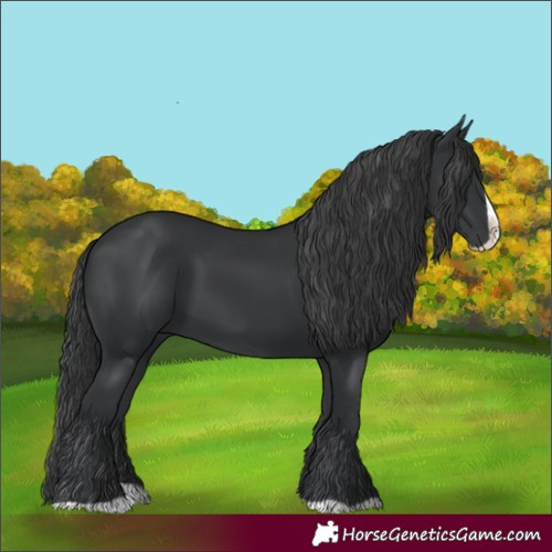 Horse Color:Black Splash 