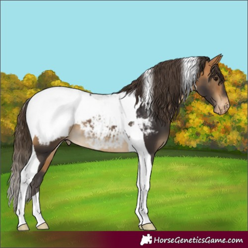 Horse Color:Buckskin Tobiano Appaloosa 