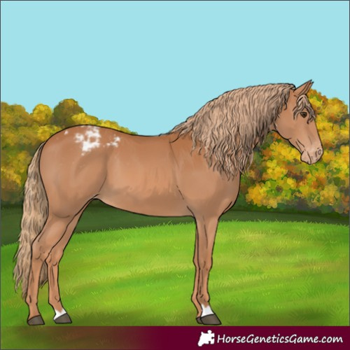 Horse Color:Chestnut Appaloosa
