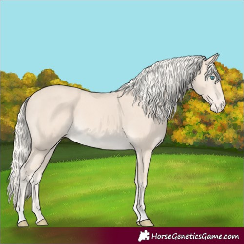Horse Color:Cremello Appaloosa 