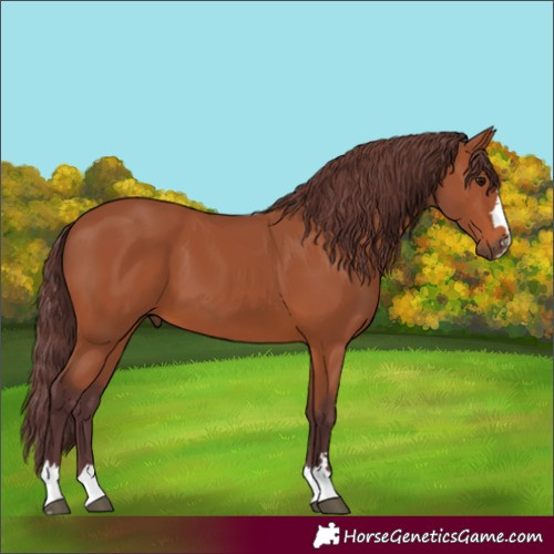 Horse Color:Chocolate Bay
