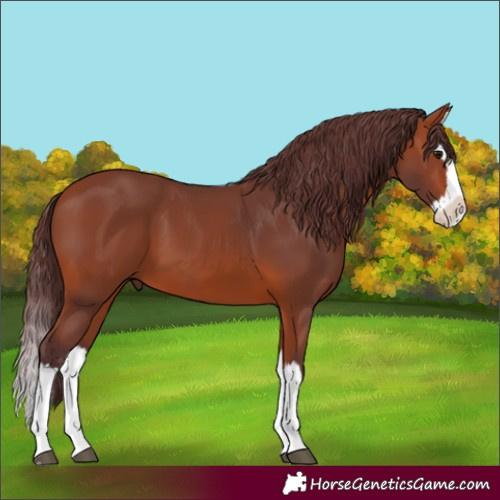 Horse Color:Chocolate Bay Splash 