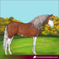 Horse Color:Chocolate Silver Brown Splash