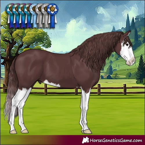 Horse Color:Chocolate Black Splash