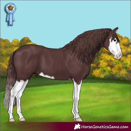 Horse Color:Chocolate Black Splash 