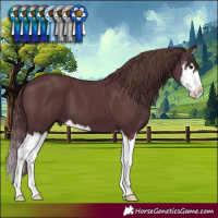 Horse Color:Chocolate Black Splash