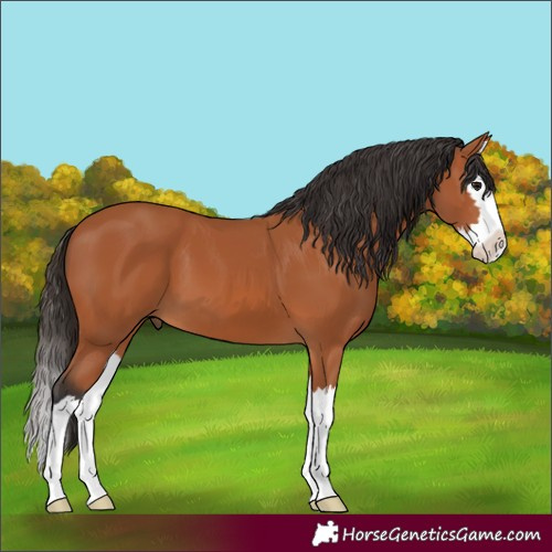 Horse Color:Bay Splash 